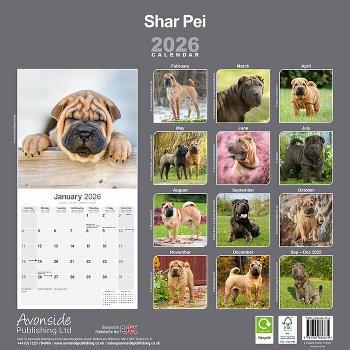 Calendrier papier Shar Pei Mural 2026