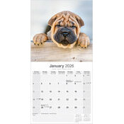 Calendrier Mural Chiot Shar Pei 2025