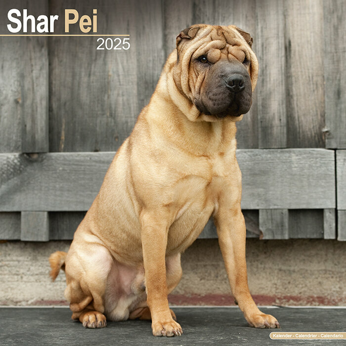 Calendrier Shar Pei Mural 2025