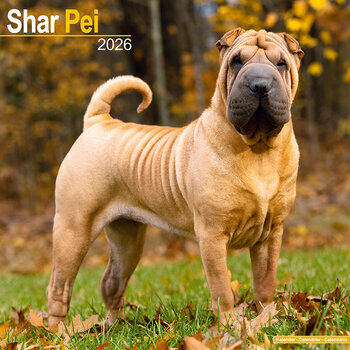 Calendrier 2026 Shar Pei