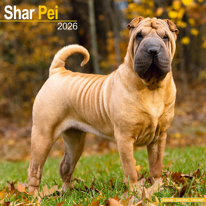 Calendrier Shar Pei Mural 2026