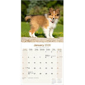 Calendrier papier Shetland 2026