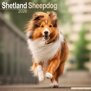 Calendrier 2026 Berger Shetland 