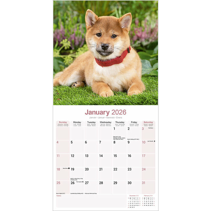 Calendrier Shiba Inu mural 2026