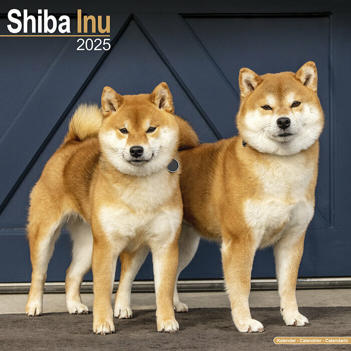Calendrier Shiba Inu Couple 2025