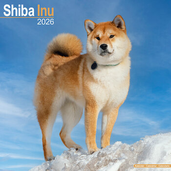 Calendrier 2026 Shiba Inu