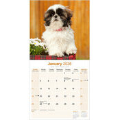 Calendrier Chiot Shih Tzu 2025