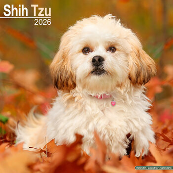 Calendrier 2025 Shih Tzu