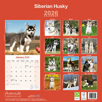 Calendrier 2025 Siberian Husky