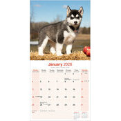 Calendrier Chiot Husky 2025