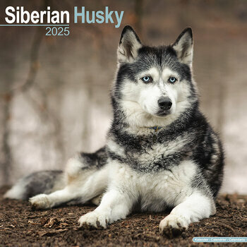 Calendrier 2025 Siberian Husky