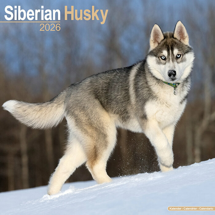Calendrier Mural 2026 Siberian Husky