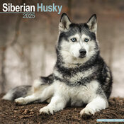 Calendrier Siberian Husky 2025