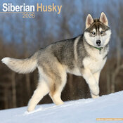 Calendrier Mural 2026 Siberian Husky