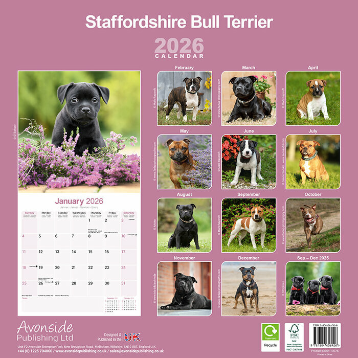 Calendrier Mural Staffordshire Bull Terrier 2026