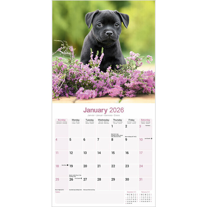 Calendrier papier Staffordshire Bull Terrier 2026