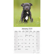 Calendrier Chiot Staffordshire Bull Terrier