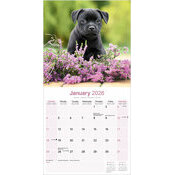Calendrier papier Staffordshire Bull Terrier 2026