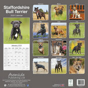 Calendrier Mural 2025 Staffordshire Bull Terrier