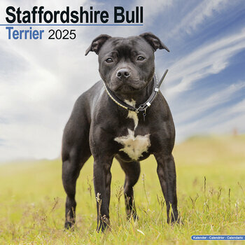 Calendrier 2025 Staffordshire Bull Terrier
