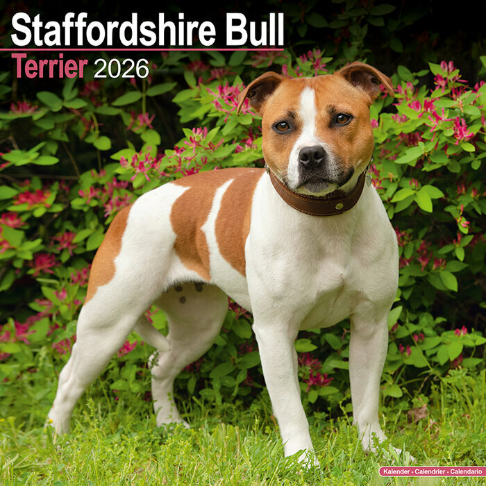 Calendrier Staffordshire Bull Terrier 2026
