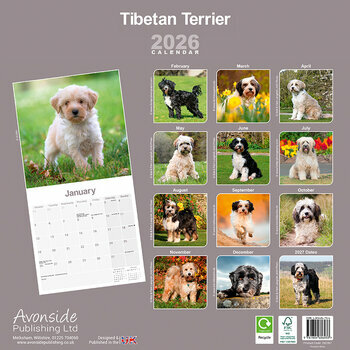 Calendrier 2025 Terrier du Tibet