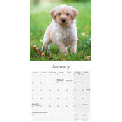 Calendrier 2026 Terrier Tibtains