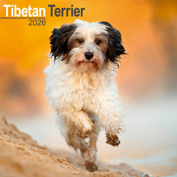 Calendrier Mural 2026 Terrier Tibtains