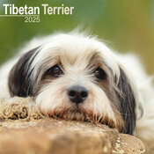Calendrier Terrier du Tibet 2025