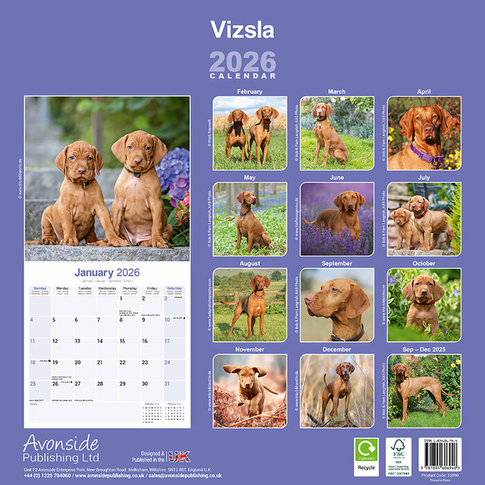 Calendrier papier Vizsla 2026