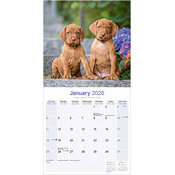Calendrier Vizsla 2026