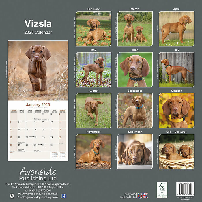 Calendrier Mural Vizsla 2025