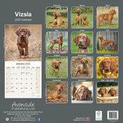 Calendrier Mural Vizsla 2025