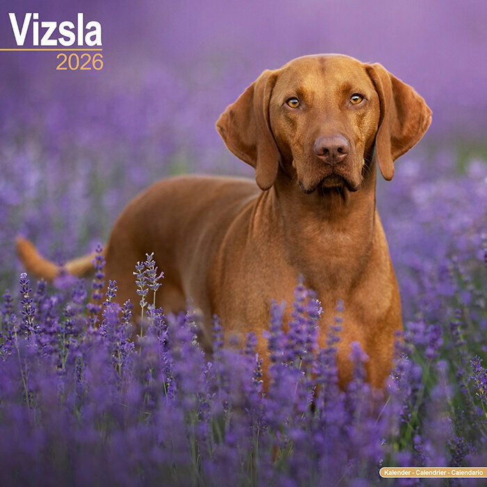 Calendrier Mural Vizsla 2026