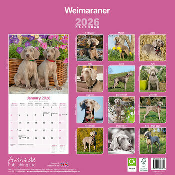 Calendrier 2025 Braque de Weimar