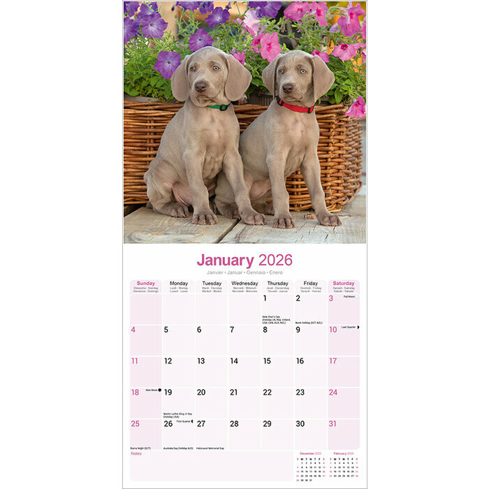 Calendrier papier Braque de Weimar 2026