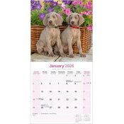 Calendrier papier Braque de Weimar 2026