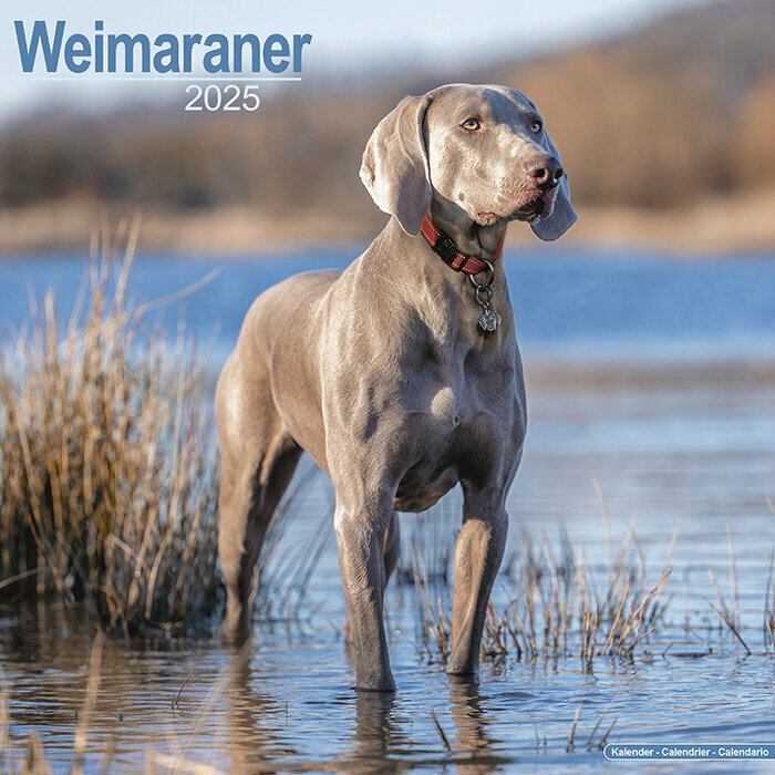 Calendrier Braque de Weimar 2025 LAC
