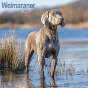 Calendrier Braque de Weimar 2025 LAC