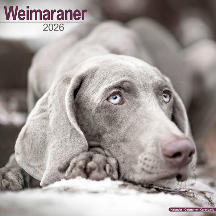 Calendrier Braque de Weimar 2026 LAC