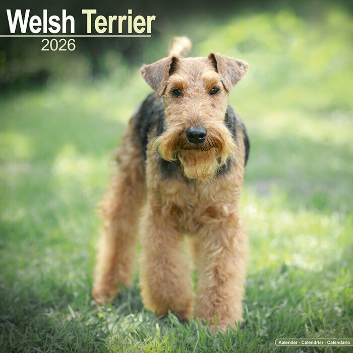 Calendrier Mural 2026 Welsh terrier