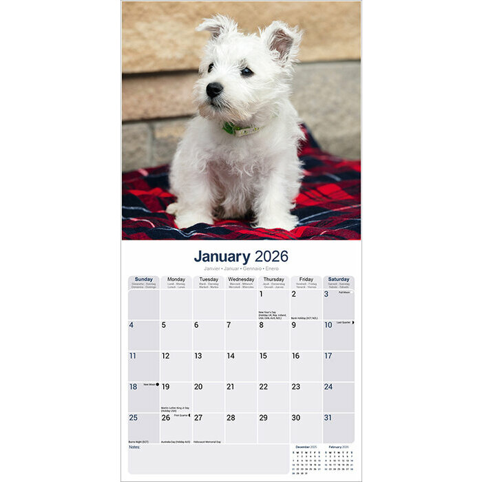 Calendrier race Westie 2026