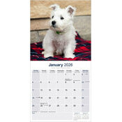 Calendrier Chiot Westie 2025