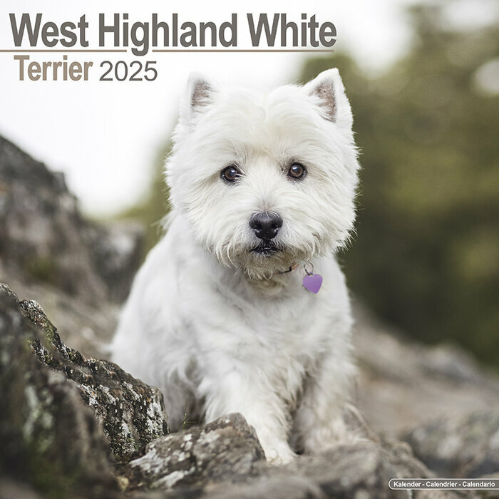 Calendrier Mural Westie 2025