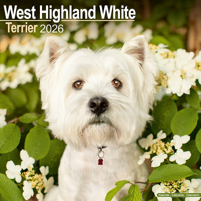 Calendrier Mural Westie 2026