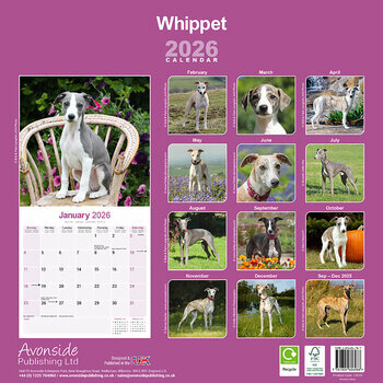 Calendrier 2026 Whippet