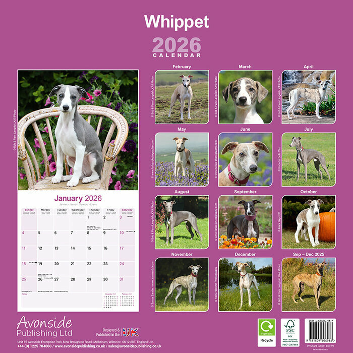 Calendrier 2026 Whippet Lvrier 