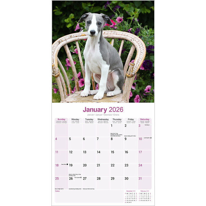 Calendrier papier 2026 Whippet Lvrier 
