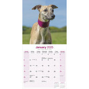 Calendrier 2025 Whippet