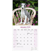 Calendrier papier 2026 Whippet Lvrier 